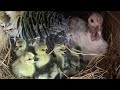 12 ovos 12 Gansos | Como ajudar os filhotes a nascer