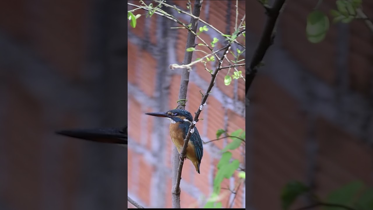 Cute Common Kingfisher Best Footage 
