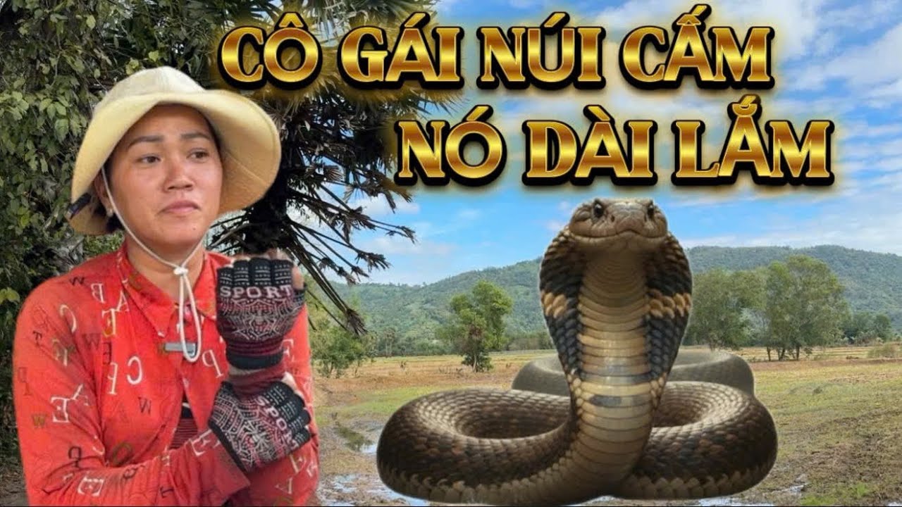 Chấn động vùng đất thất sơn bảy núi câu chuyện kể về rắn Hổ Mây Khủng Khổng Lồ có mồng Ở Núi Cấm