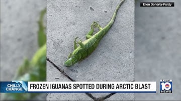 ‘Frozen’ iguanas fall from trees in South Florida