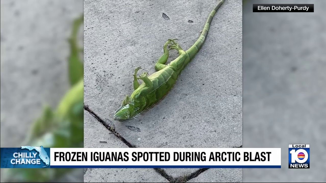 ‘Frozen’ iguanas fall from trees in South Florida