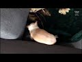 Собачка прячется под плед