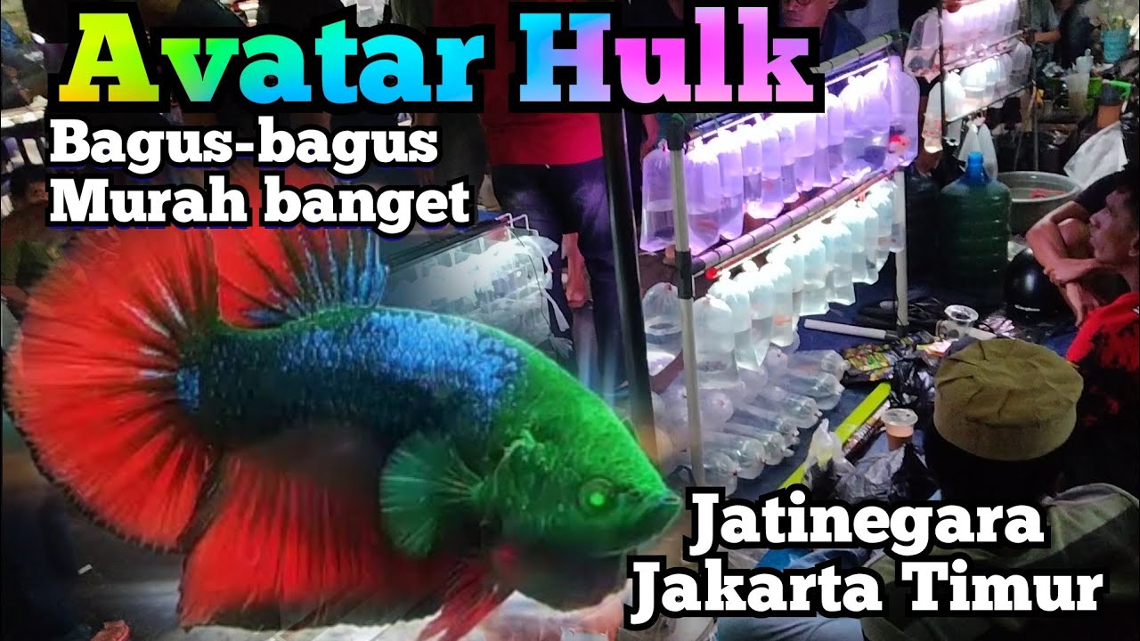 Hunting ikan cupang murah di pasar Jatinegara