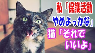 仕事との掛け持ちで身を削って保護猫活動することに疲れて限界を感じた私。「保護猫活動やめようかな」と猫の前で呟いたら、「それでいいよ」と声が聞こえて.. 【猫の不思議な話】【朗読】
