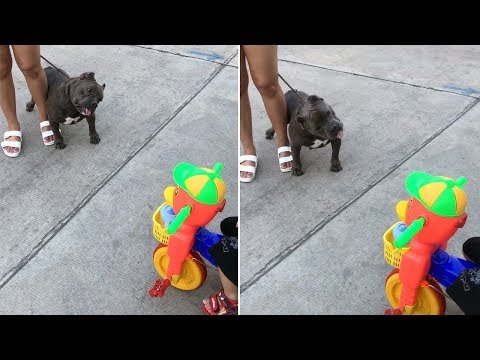 Pit Bull Listens To 'Twinkle Twinkle Little Star'