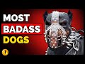 TOP 10 MOST BADASS DOG BREEDS