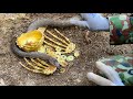 We Found Great Treasure It Was An Ancient Golden Hand And A Violent Viper They Surprised