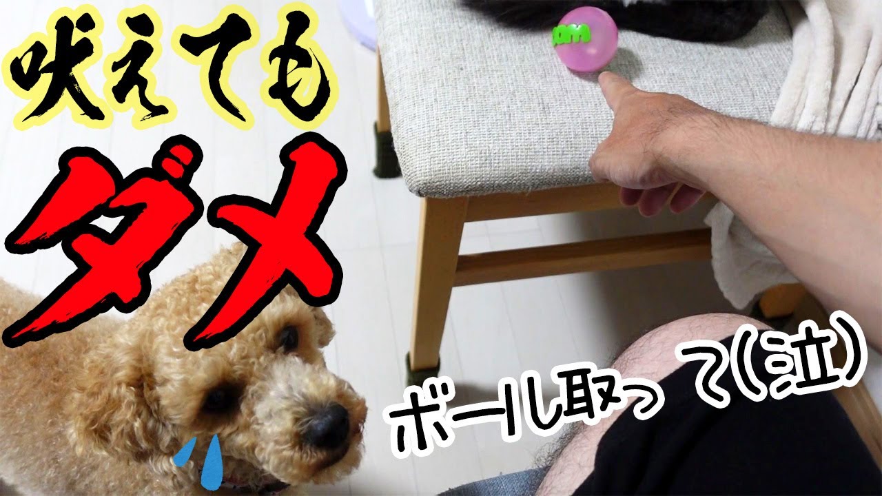 Download トイプードル 鳴き声 かわいい鳴 Download トイプードル 鳴き声 かわいい鳴