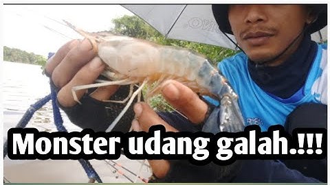 Mancing udang galah. Di musim kemarau panjang.!!!