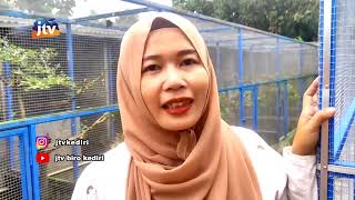 BLITAR - Former Migrant Worker Finds Success Breeding Ornamental Chickens, Earns Tens of Millions...