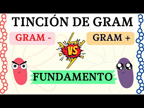 Video: ¿Por qué esperamos que las bacterias Gram negativas se tiñen de rojo rosado durante el procedimiento de tinción de Gram?