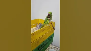 ملنگو فضول و پرو طوطی مادر زن بخش دوم 