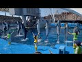 2021/08/04 イルカパフォーマンスinシャチプール【14:30の回】@名古屋港水族館