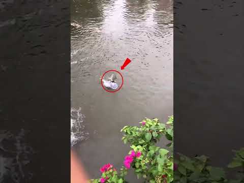 This boy caught zombie fish in his net ।#shorts