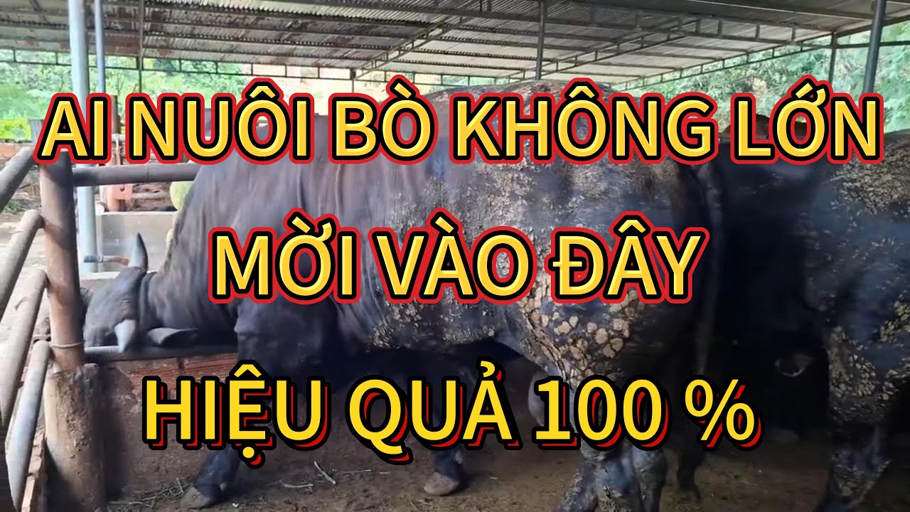 KỸ THUẬT NUÔI BÒ HIỆU QUẢ CAO#kythuatchannuoi#nuoibo#chamsocbo