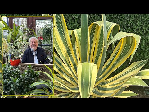 AGAVES, ADMIRABLES PLANTES SUCCULENTES, DCORATIVES, UTILES ET FACILES. Le  Quotidien du Jardin N465