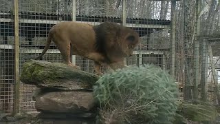 Zoo animals welcome recycled Christmas trees