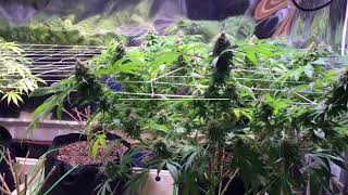 Black Jack Scrog under the HLG550: Week5 Day29