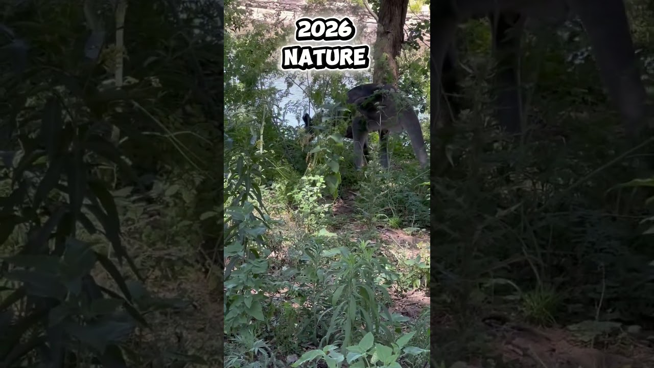 2026 nature with a kangaroo 