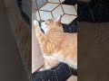 Barsik Cat Cute Kitty Pets Funny Funnycats Shorts Barsik Cat Cute Kitty Pets Funny Funnycats Shorts