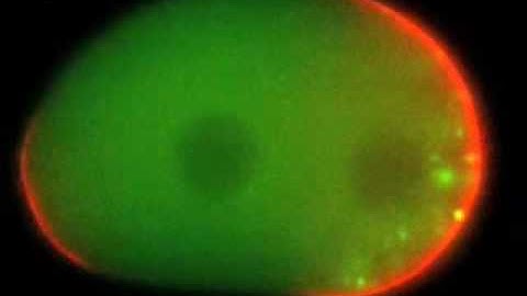 Dissolution/Condensation of P Granules in C. elegans Embryo