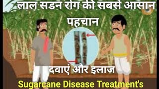 गन्ने में Red rot (लाल सडन) रोग कैसे फैलता है Red rot treatment  Sugarcane disease sugarcane