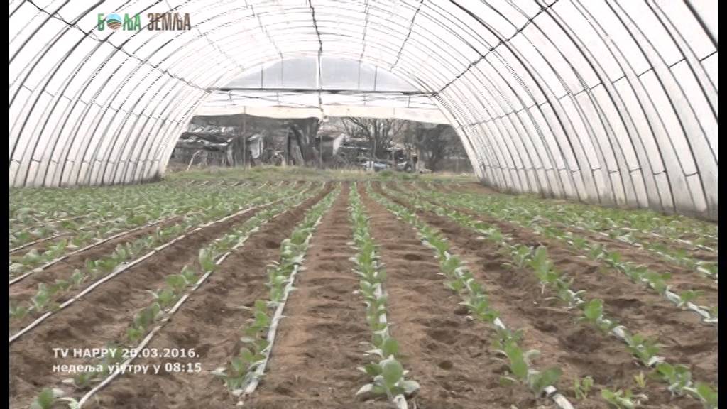 Celer - proizvodnja rasada i kako da ga imate preko cele godine