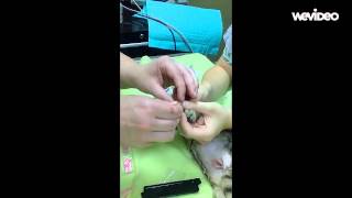 Soft Paws An Alternative to Declawing