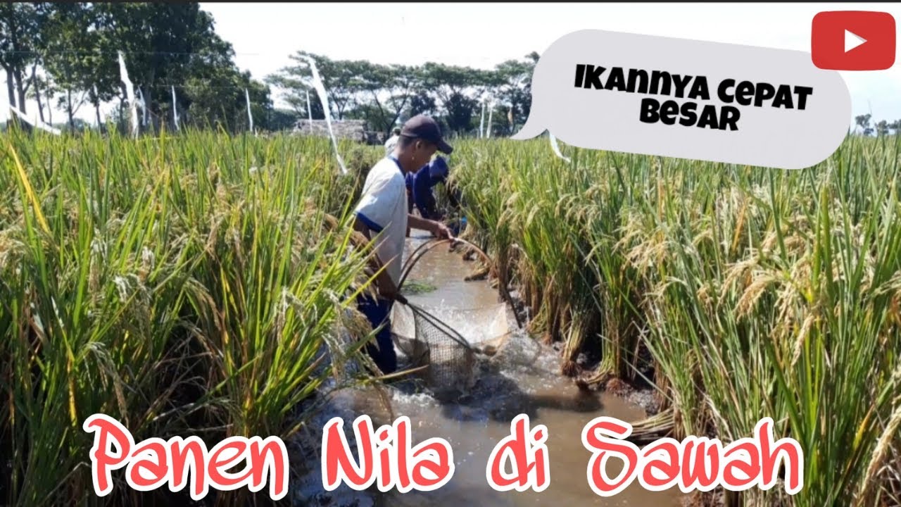 Panen Ikan Nila Mina Padi Bareng Iqbal || Bisa ngilangin stress || Tilapia || Combine Farming