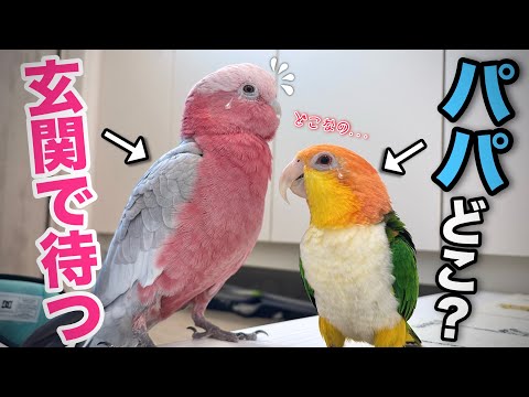帰ってきたはずのパパがいない！？健気に探すオウムの姿に胸を打たれました...【モモイロインコ】