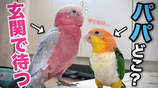 帰ってきたはずのパパがいない！？健気に探すオウムの姿に胸を打たれました...【モモイロインコ】