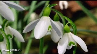 Весна пришла. Весне дорогу. Природа, пение птиц , цветы, Весна пришла. Весне дорогу. Природа, пение птиц , цветы,