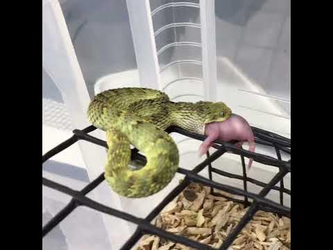 The Variable Bush Viper (Atheris Squamigera) – Ultimate Exotics