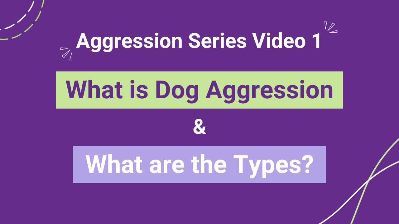 What is Dog Aggression & What are the Types? - Aggression Series Video 1