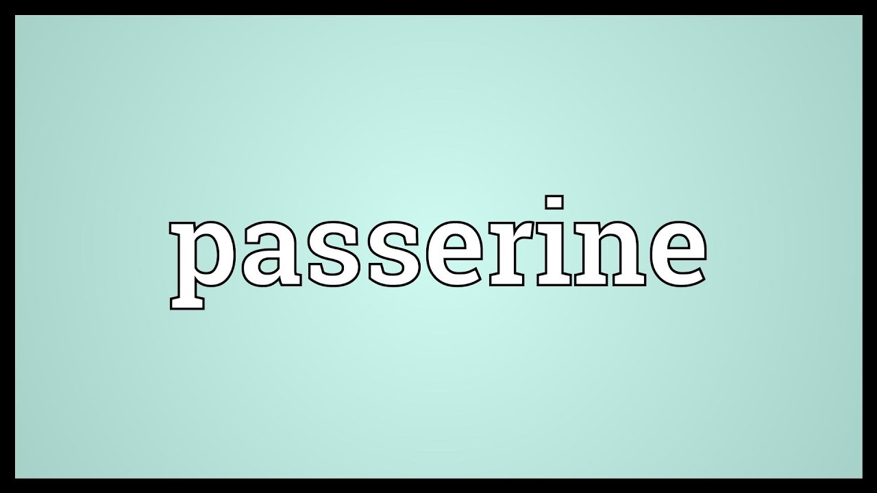 Passerine Meaning - YouTube