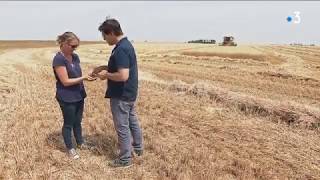 La Filière Blé Dur De Beauce, Du Champ À Liette