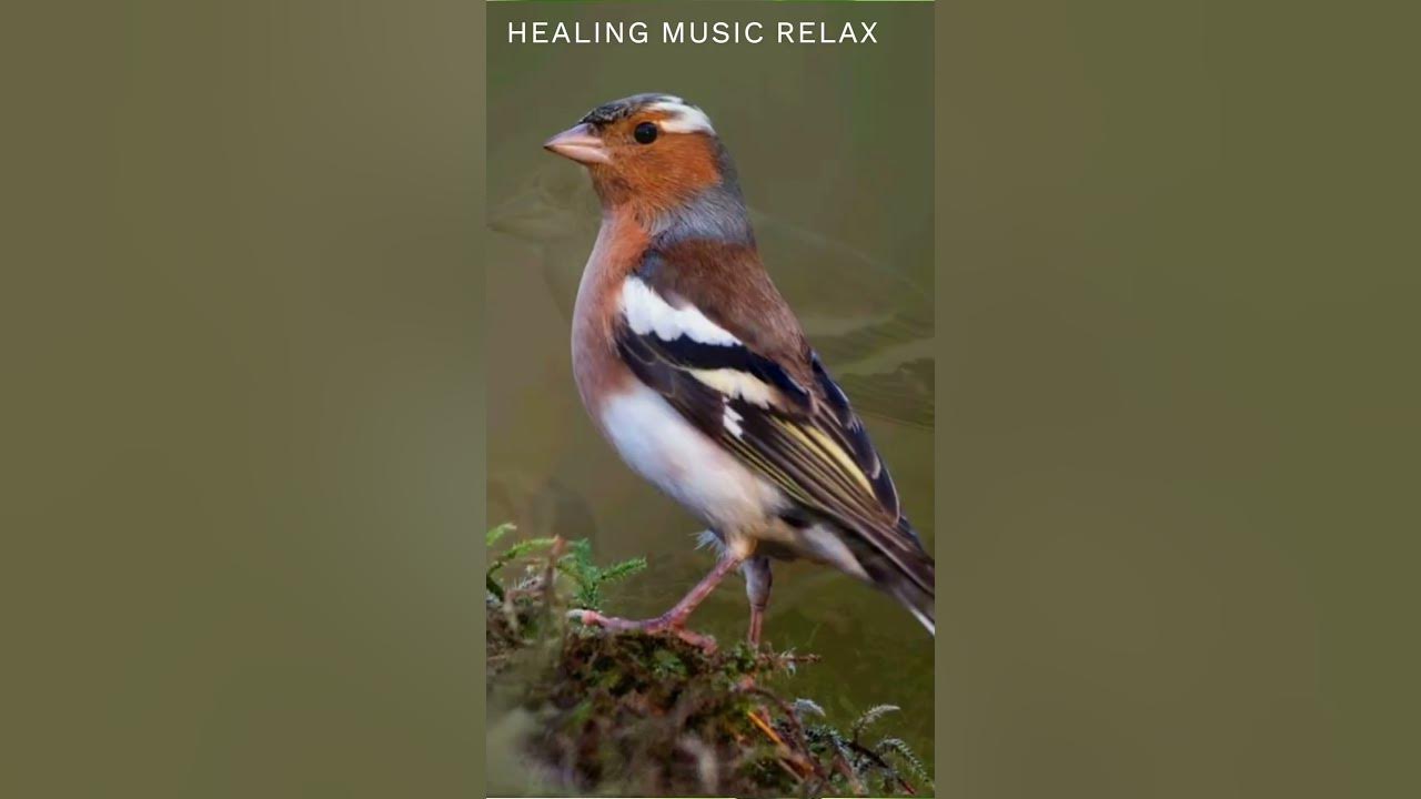 ЗЯБЛИК ПОЕТ. Пение Птиц в Лесу. Звуки Природы. HEALING MUSIC RELAX # ...