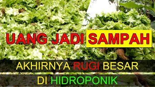 INI BUKTI HIDROPONIK BIKIN RUGI..!!!! JANGAN BERHIDROPONIK