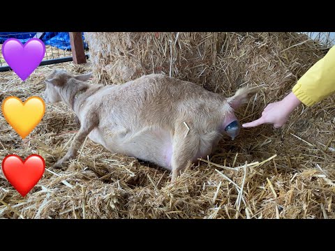 فيديو: الولادة في المزرعة - ولادة الأغنام والماعز واللاما والألبكة