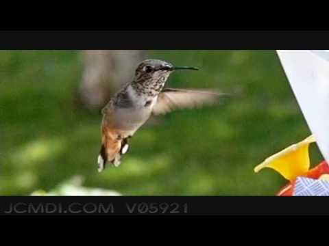 600fps Slow Motion Hummingbird Feeding Closeup. Upscaled to 720pHD