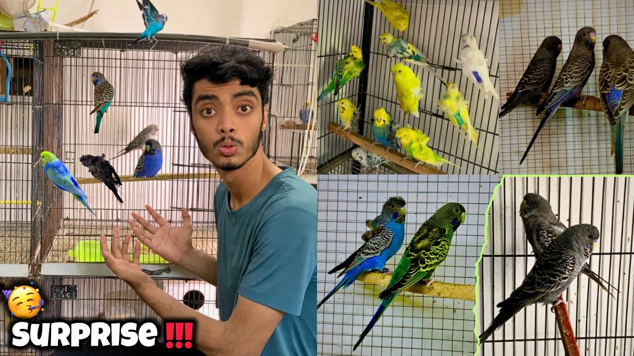 Surprise 🥳😍! Blackface budgies ka baby nikl aya😍|Baby pigeons pkr liye🕊️