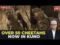 India's Cheetah Population Crosses 50 Mark After Namibian Cheetah Jwala Gives Birth tO Five Cubs