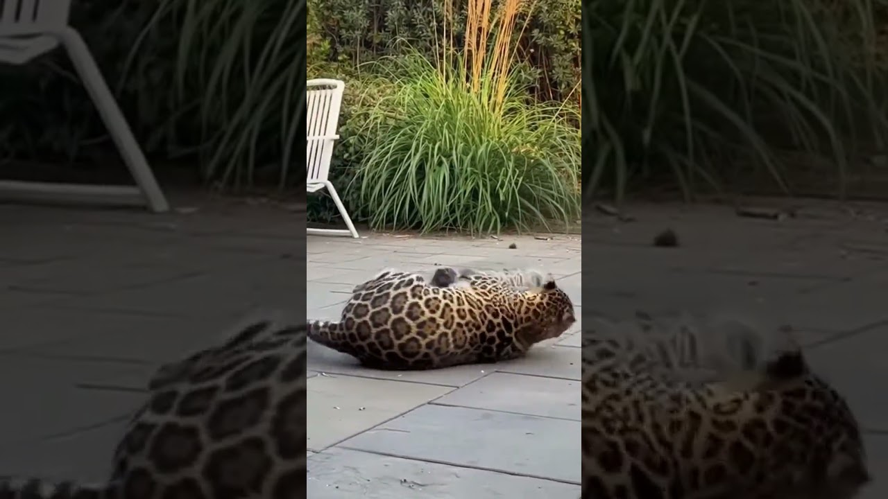 Tiger Leaps at Cat — You Won’t Believe What His Friend Did!