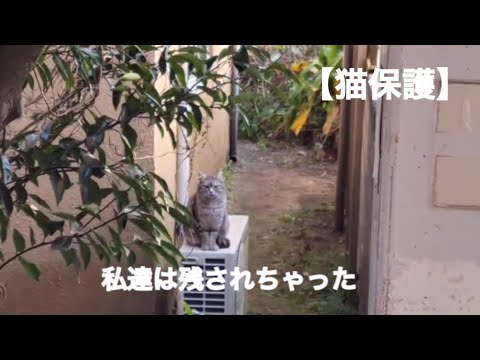 残された猫 - YouTube