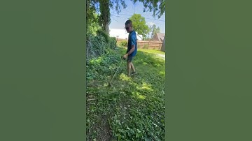 Help! What can we do to prevent these from taking over? #diy #plants