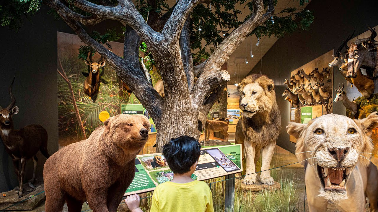 ANIMAL MUSEUM! Taxidermy Overload Quick Field Trip e147 YouTube