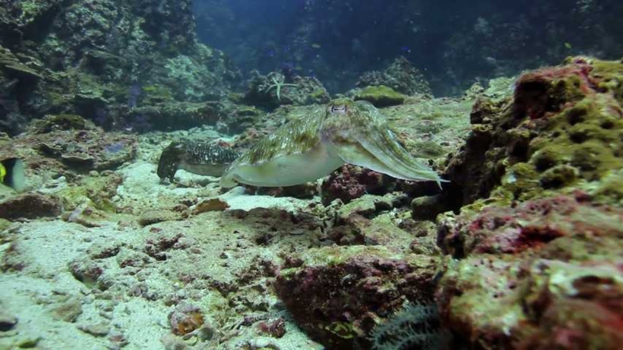 Dive into the Mysteries of the Strawberry Squid! 