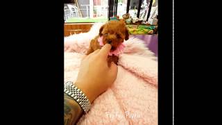 Adorable micro red femalePoodle - Meet Ruby