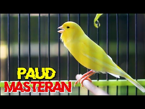masteran burung kenari paud