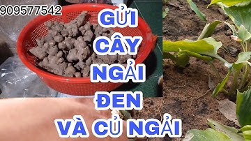 Cây ngải đen gửi đi và củ ngải đen